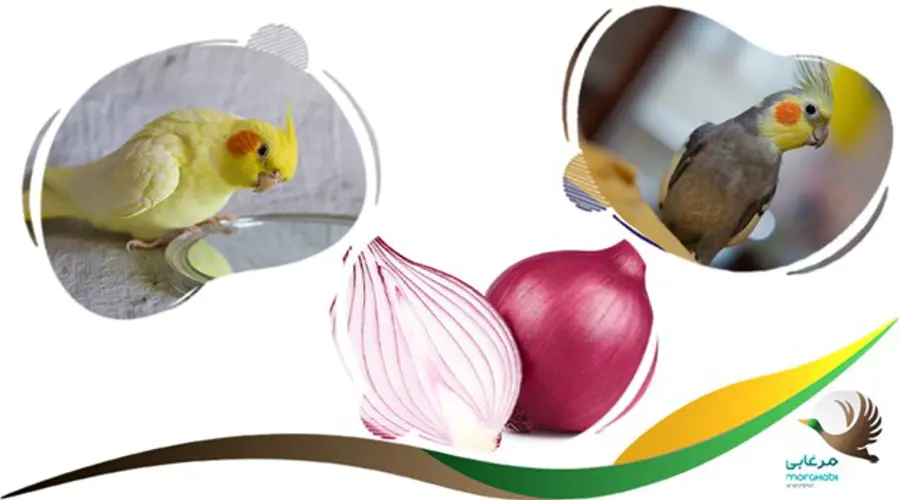 پیاز سمی برای عروس هلندی