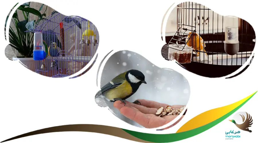 خرید پرندگان زینتی