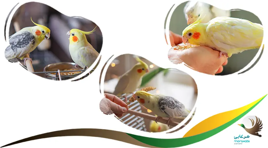 تشخیص نر یا ماده بودن عروس هلندی