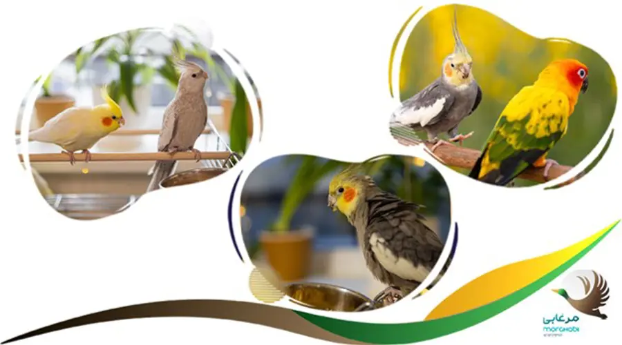 برنامه غذایی عروس هلندی