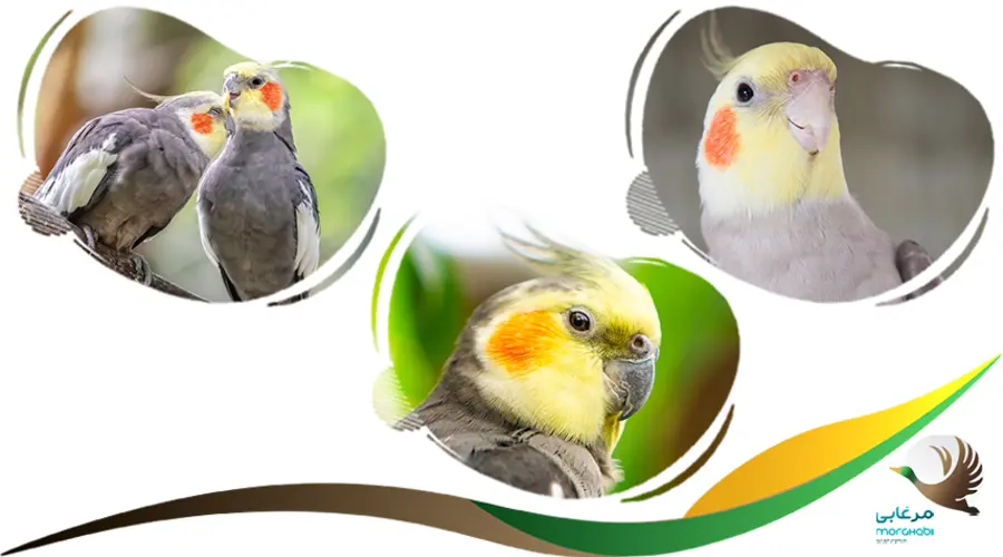 اسم عروس هلندی دختر و پسر