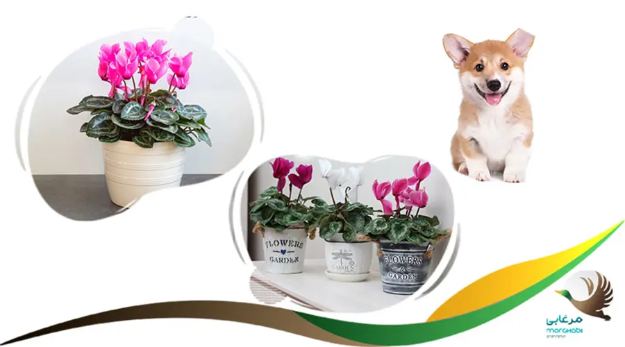 سیکلامن، نگون سار یا پنجه مریم سمی برای سگ