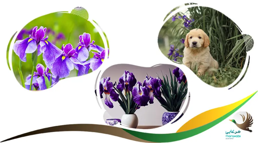 زنبق ممنوعه برای سگ