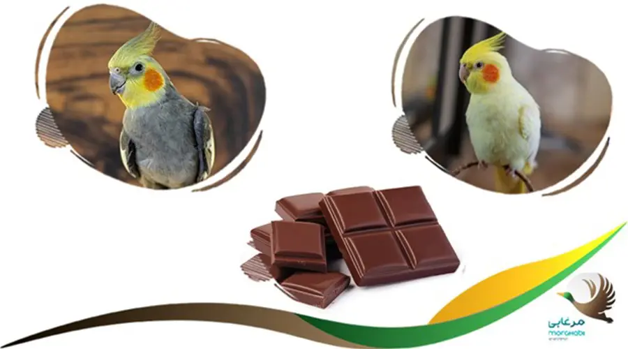 شکلات و کاکائو ممنوع برای عروس هلندی