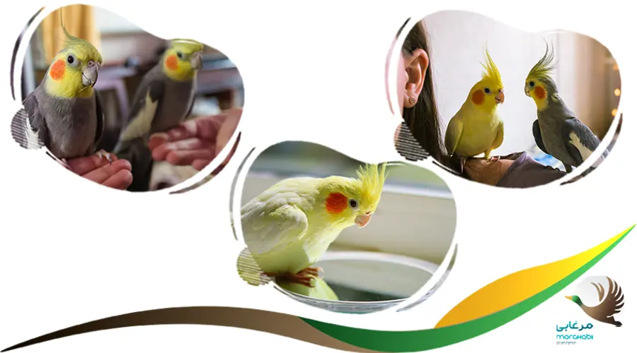 نور در تخم گذاری عروس هلندی