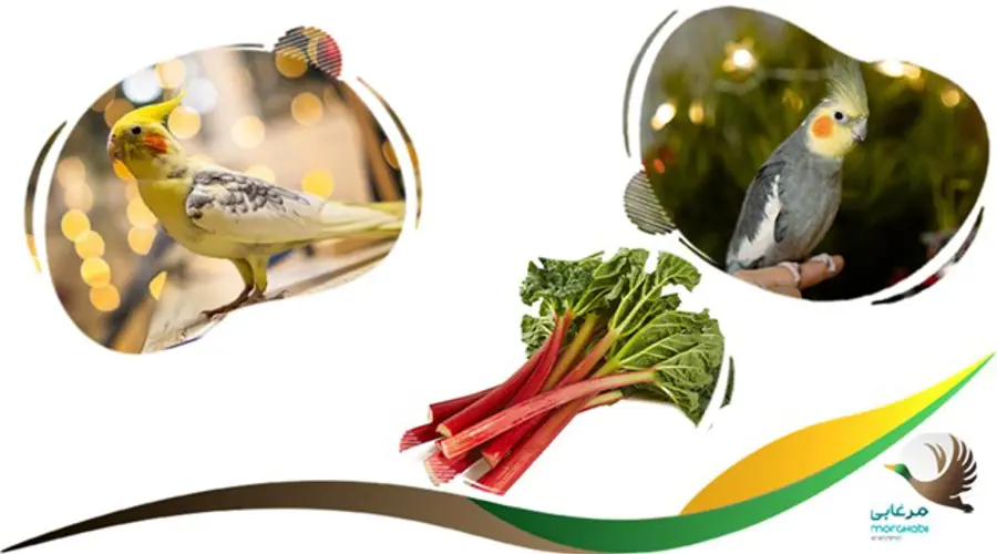 ریواس مضر برای عروس هلندی
