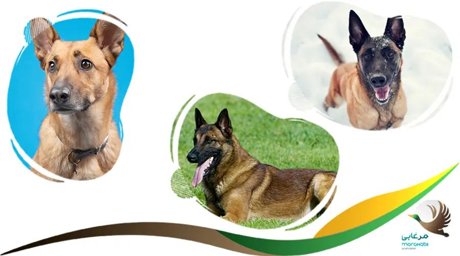 سگ نگهبان نژاد مالینوز بلژیکی
