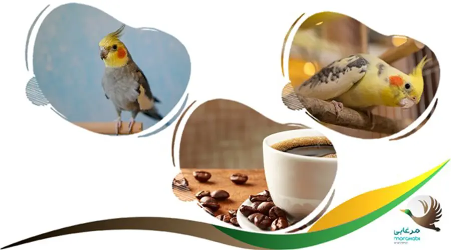 کافئین خطرناک برای عروس هلندی