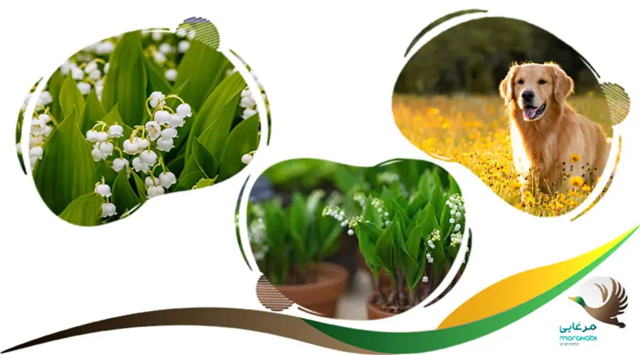 گیاه موگه یا گل برفی کشنده برای سگ