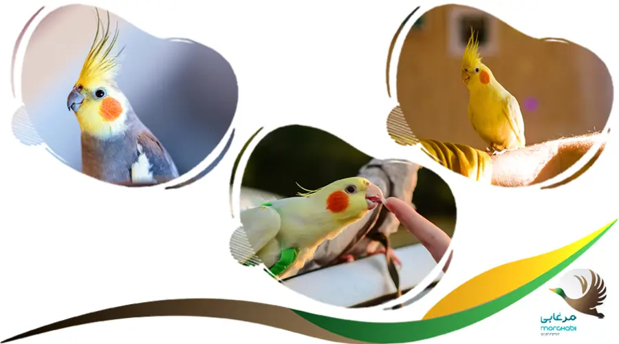 اسم عروس هلندی به انگلیسی