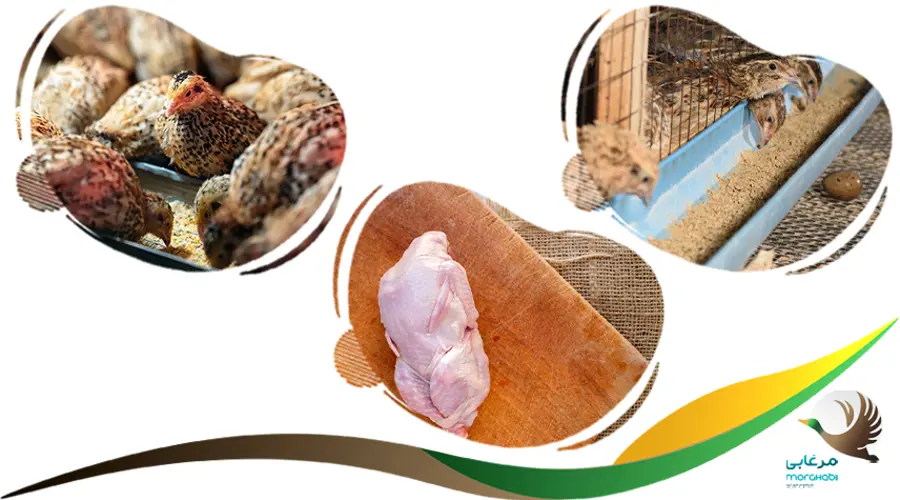 سود پرورش بلدرچین گوشتی