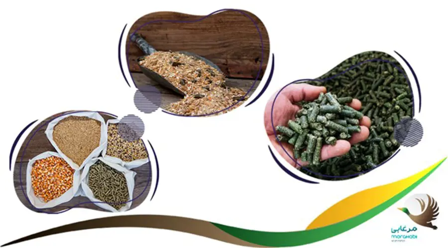 خرید کنسانتره اسب