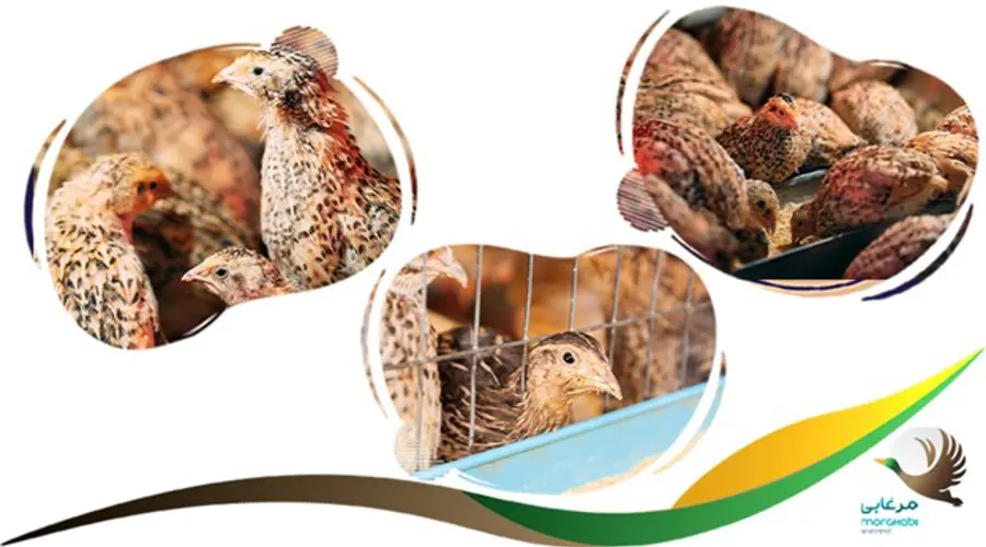 برنامه غذایی بلدرچین