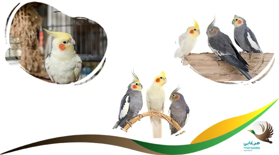 اسم عروس هلندی نر