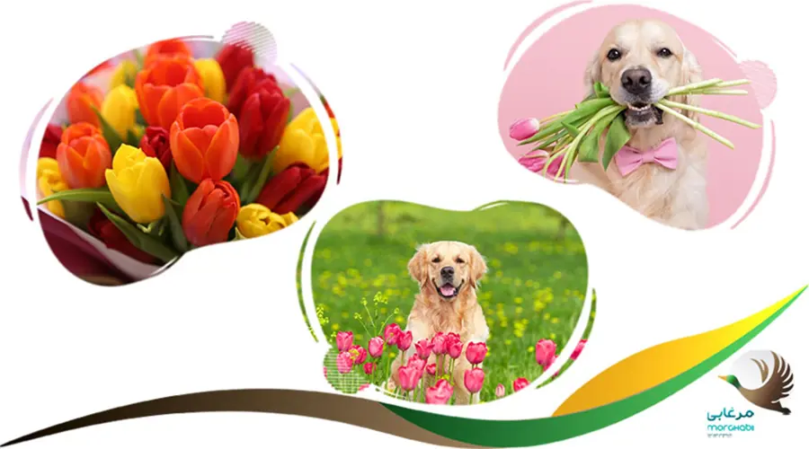 گل لاله ممنوعه برای سگ