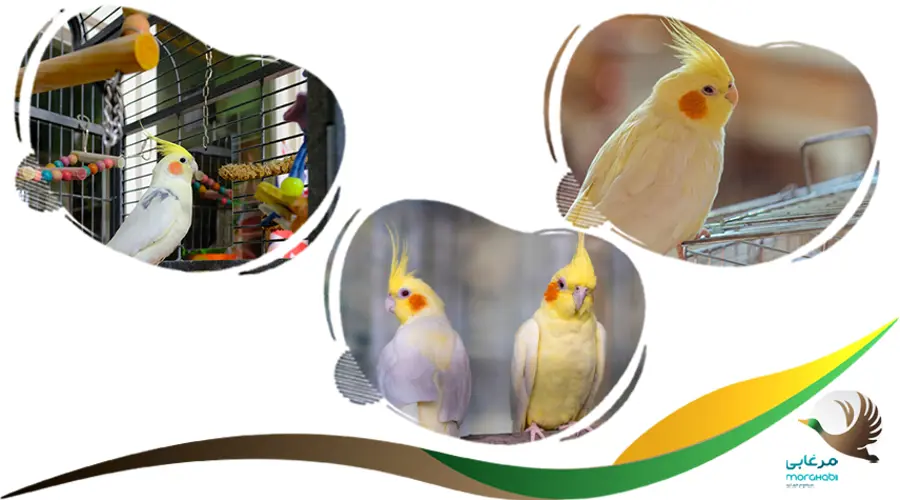قفس بزرگ برای تخمگذاری در عروس هلندی