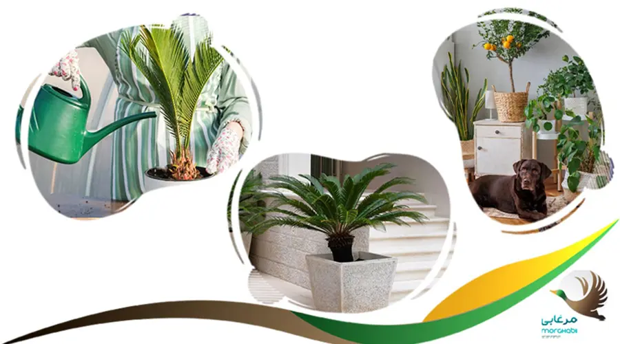 سیکاس رولوتا زهرآگین برای سگ