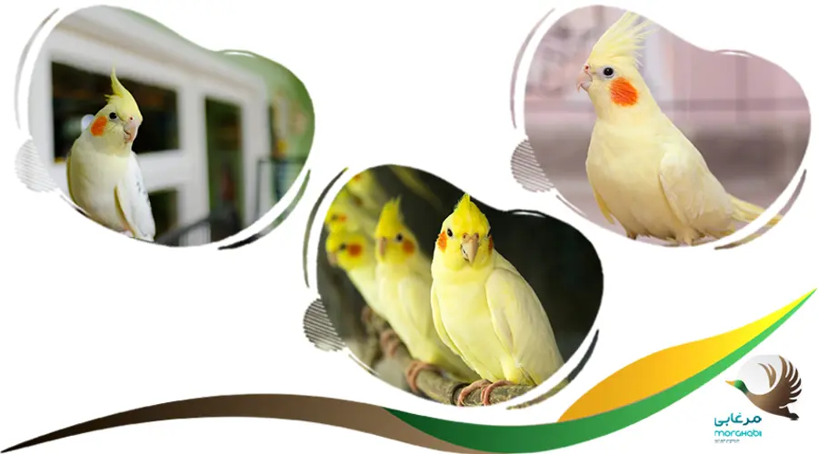 اسم عروس هلندی زرد