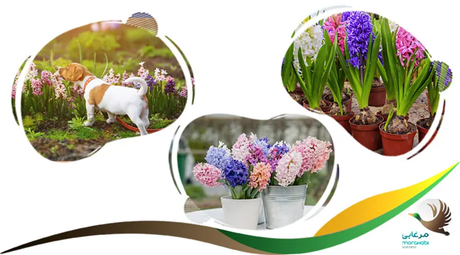 گل سنبل کشنده و خطرناک برای سگ