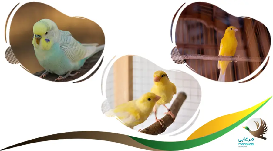 خرید پرنده زینتی قناری