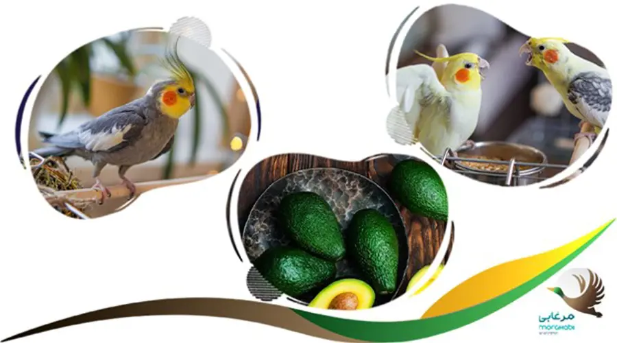 آووکادو مضر برای عروس هلندی