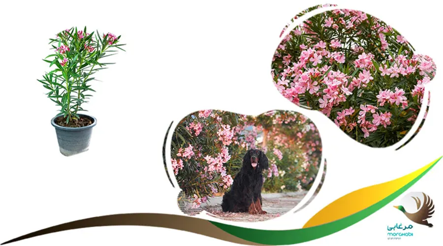 خر زهره خطرناک برای سگ