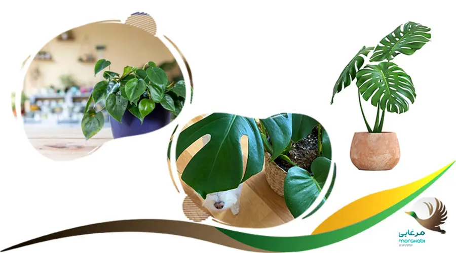 فیلودندرون مضر برای سگ ها