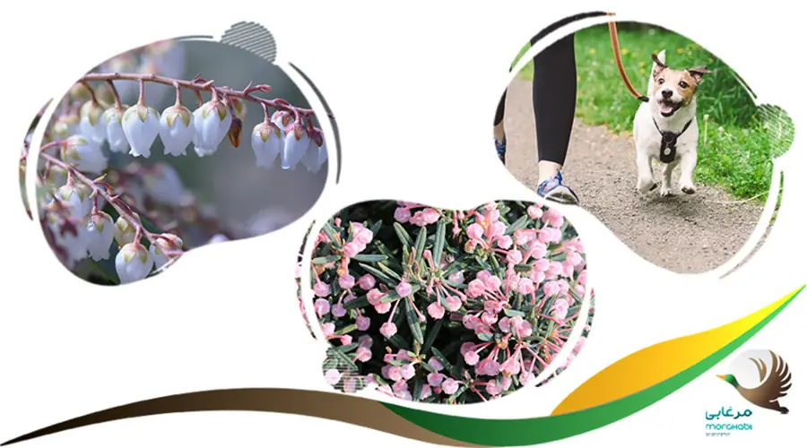 آندرومدا کشنده برای سگ