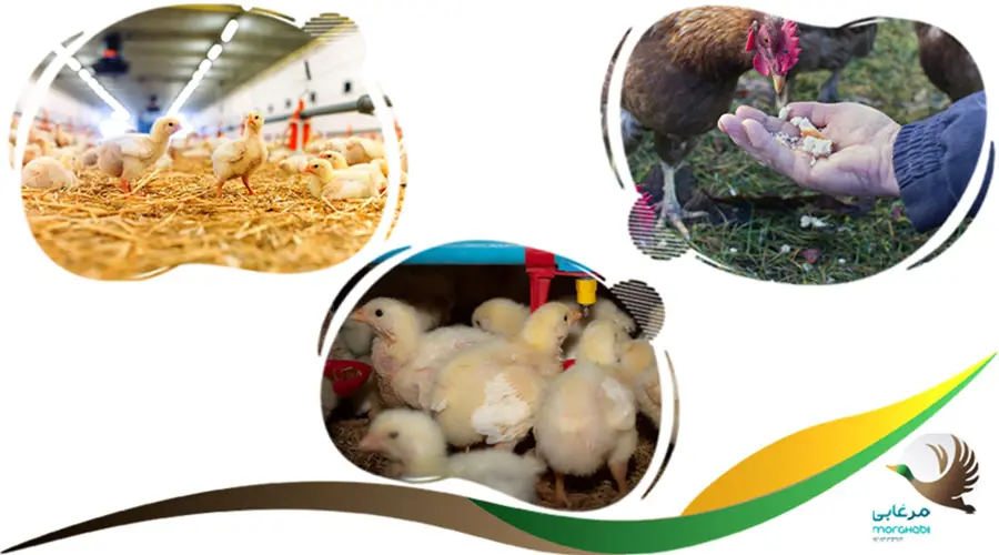 تغذیه اصولی برای افزایش وزن مرغ