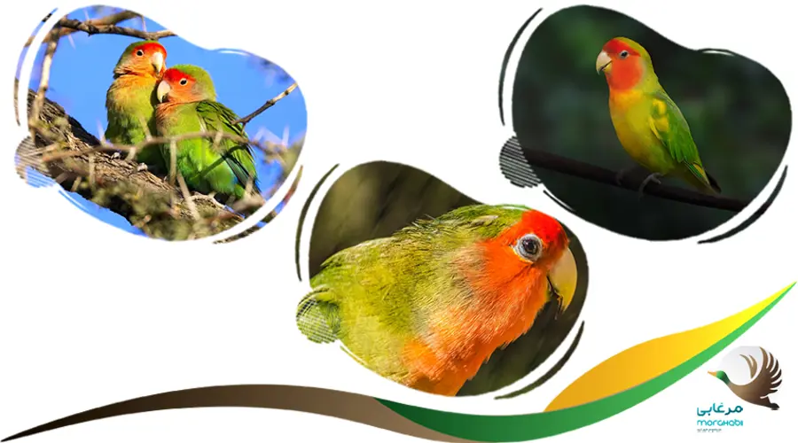 خرید طوطی برزیلی
