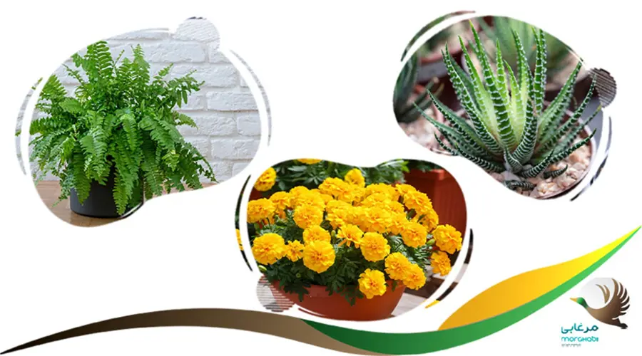 گیاهان غیر سمی برای سگ ها