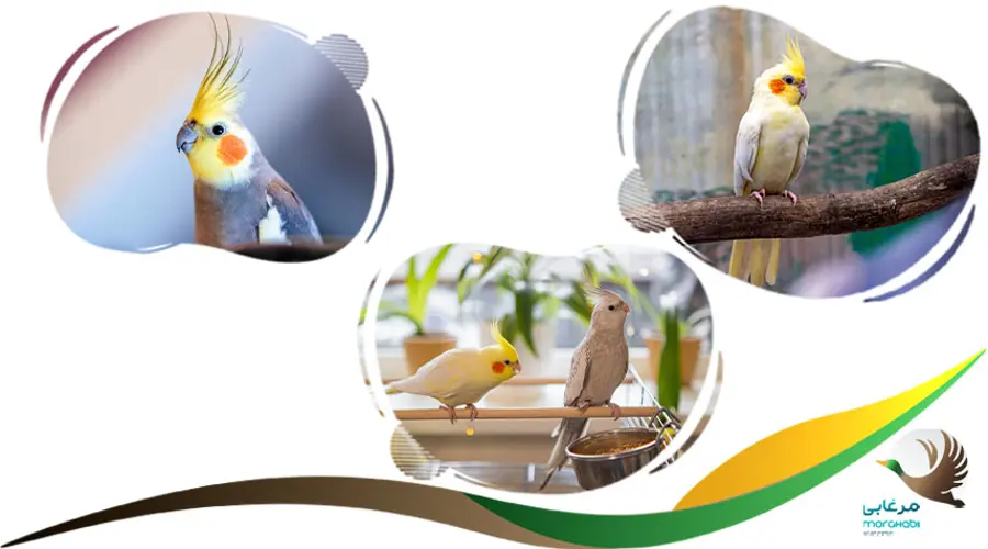 آموزش حرف زد عروس هلندی