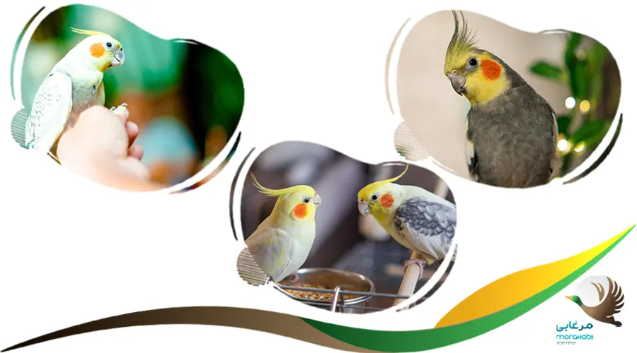 سن تخم گذاری در عروس هلندی