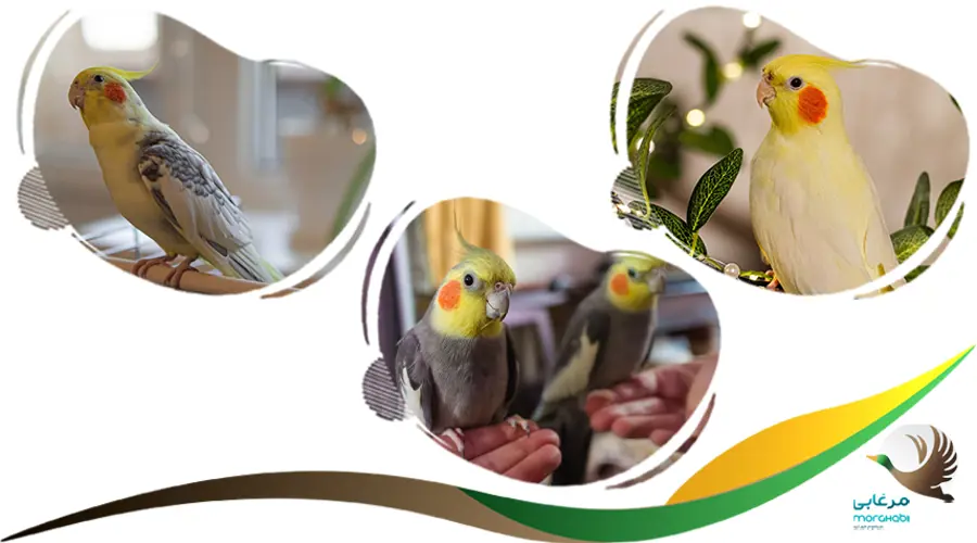خرید عروس هلندی