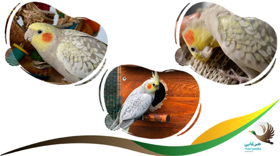 اسم عروس هلندی مرواریدی یا گل باقالی