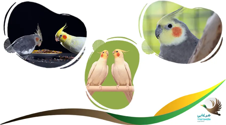 مراحل پیش از تخم گذاری عروس هلندی