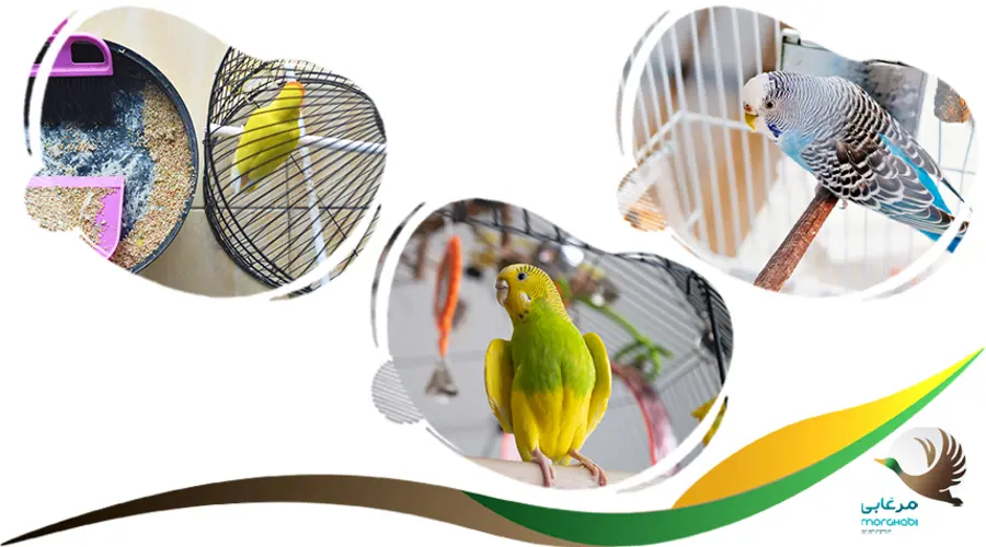 دلایل استرس در پرندگان خانگی